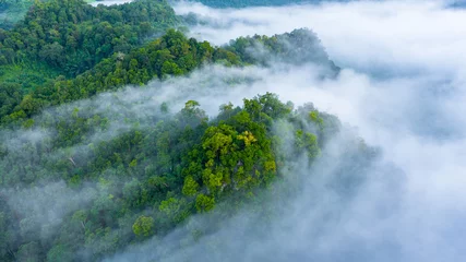 Foto op Canvas Luchtfoto van Azië ochtendmist op tropisch regenwoud berg, Achtergrond van prachtig bos en mist, Luchtfoto bovenaanzicht achtergrond Amazonewoud. © Kalyakan