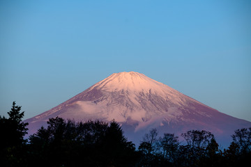 Beautiful lighting of mount Fuji in the morning with romantic color and silhouette tree in foreground.