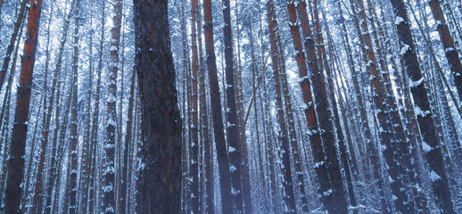 Beautiful winter forest, fresh snow on trees in winter forest.