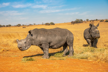 Obraz premium Rhinos grazing during late winter in the Rietvlei Nature Reserve outside Pretoria, South Africa.