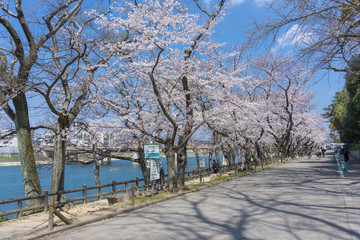 Sakura blooming at Okayama, Japan