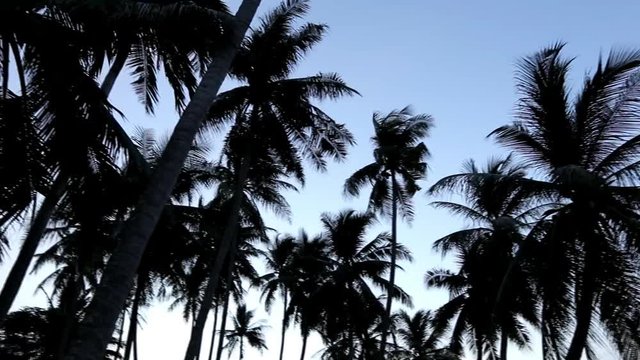 Coconut trees with sunset background