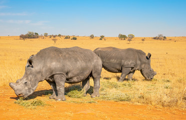 Fototapeta premium Rhinos grazing during late winter in the Rietvlei Nature Reserve outside Pretoria, South Africa.