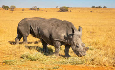 Obraz premium Rhinos grazing during late winter in the Rietvlei Nature Reserve outside Pretoria, South Africa.