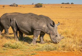 Fototapeta premium Rhinos grazing during late winter in the Rietvlei Nature Reserve outside Pretoria, South Africa.