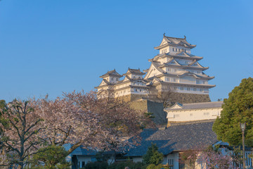 Himeji castle with sakura blooming season