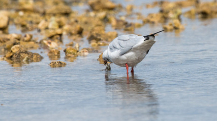mouette rieuse 