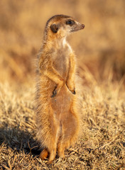 Meerkat - Suricate sentinel watching over the safety of family at Rietvlei Nature Reserve outside...