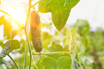 Close up of a cucumber or pickle growing on an organic farm with yellow lens flare in background © MDBPIXS