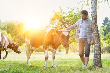 Attractive male farmer tending his cow in farm with yellow lens flare in background © MDBPIXS
