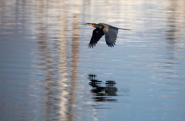 Birdlife in the Rietvlei Nature reserve close to Pretoria, South Africa