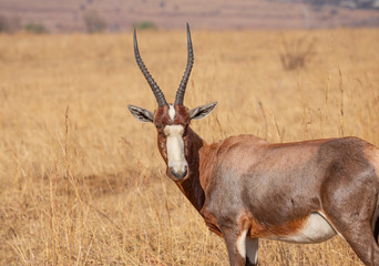 Blesbok grazing in the Rietvlei Nature reserve outside Pretoria, South Africa
