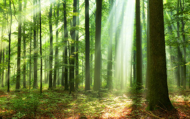 Obraz premium Beautiful morning in the forest