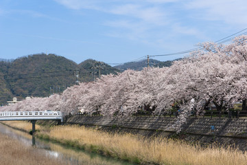 Sakura tunnel blooming at Tottori, Japan