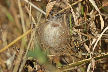 Wespenspinne (Argiope bruennichi) beim Bau eines Eikokons