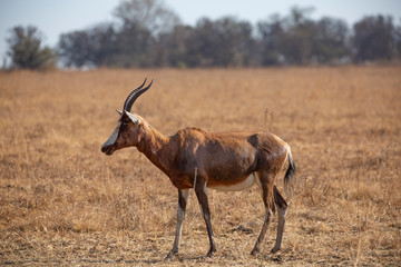 Blesbok grazing in the Rietvlei Nature reserve outside Pretoria, South Africa