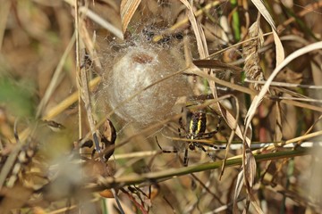 Wespenspinne (Argiope bruennichi) beim Bau eines Eikokons