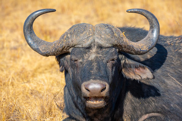 Cape Buffalo during late winter in the dry Rietvlei Nature Reserve outside Pretoria, South Africa