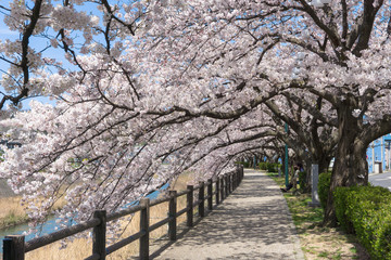 Sakura tunnel blooming at Tottori, Japan