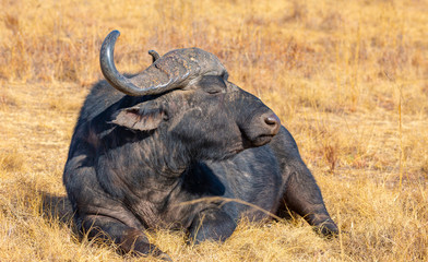 Obraz premium Cape Buffalo during late winter in the dry Rietvlei Nature Reserve outside Pretoria, South Africa