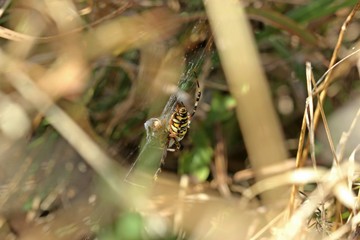 Seitenansicht einer Wespenspinne (Argiope bruennichi)