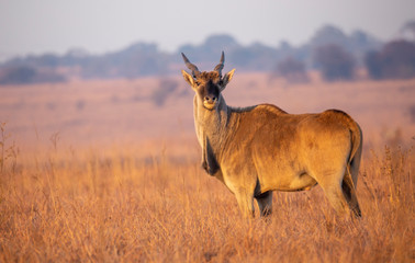 Eland in the Rietvlei Nature reserve outside Pretoria, South Africa