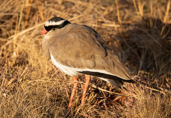 Birdlife in the Rietvlei Nature reserve close to Pretoria, South Africa