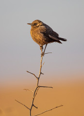 Birdlife in the Rietvlei Nature reserve close to Pretoria, South Africa