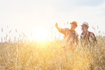 Mature showing wheat field to senior farmer with yellow lens flare in background