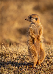 Naklejka na ściany i meble Meerkat - Suricate sentinel watching over the safety of family at Rietvlei Nature Reserve outside Pretoria, South Africa