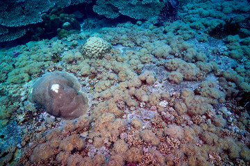 Losin south of Thailand 2018