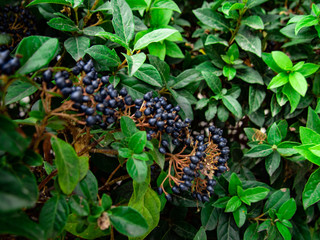 Hojas con Frutos. Foto para Fondo