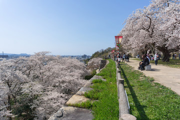 Fototapeta na wymiar Sakura blooming at Tottori castle ruins, Japan