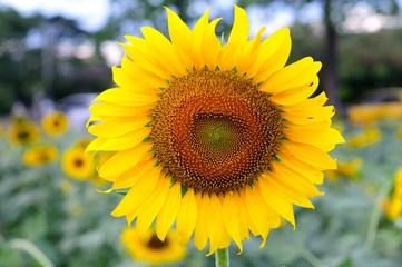 sunflower yellow in the garden