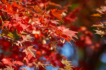 A beautiful autumn background with falling leaves.