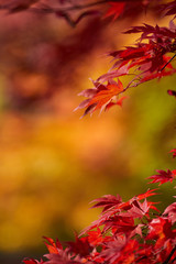 A beautiful autumn background with falling leaves.