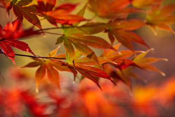 Naklejka na ściany i meble A beautiful autumn background with falling leaves.