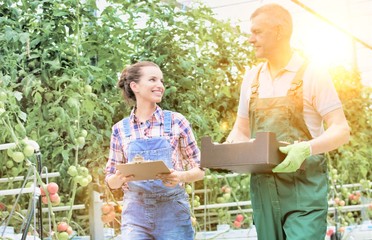 Senior farmer carrying tomatoes in crate while young female supervisor holding report   