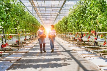 Fototapeta na wymiar Young female farmers carrying tomatoes in crate with yellow lens flare in background