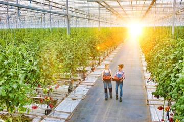 Young female farmers carrying tomatoes in crate with yellow lens flare in background