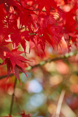 A beautiful autumn background with falling leaves.