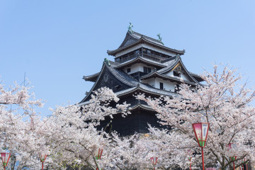 Matsue castle with sakura blooming season.
