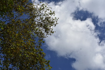 Obraz na płótnie Canvas blue sky and trees