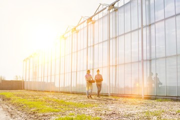 Young female farmers carrying tomatoes in crate while talking  at greenhouse with yellow lens flare in background © MDBPIXS