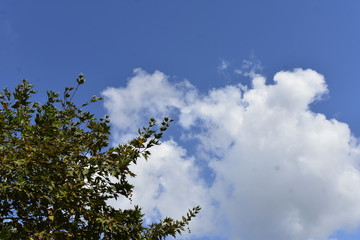 tree and blue sky