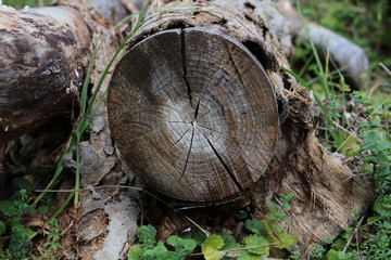 PRIMER PLANO DEL TRONCO CORTADO DE UN ÁRBOL VIEJO EN LA QUE SE VEN LOS ANILLOS QUE NOS DAN UNA IDEA DE LA EDAD DEL ÁRBOL