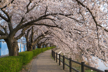 Sakura tunnel blooming at Fukura river, Tottori, Japan