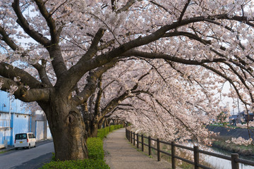 Sakura tunnel blooming at Fukura river, Tottori, Japan