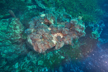 Losin south of Thailand 2018