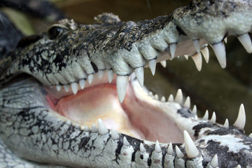 Fototapeta premium close up of a crocodile